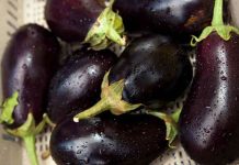 ¿Pueden dos diminutas avispas nativas ayudar a regular las poblaciones de chicharritas invasoras que atacan los cultivos?