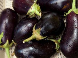 ¿Pueden dos diminutas avispas nativas ayudar a regular las poblaciones de chicharritas invasoras que atacan los cultivos?