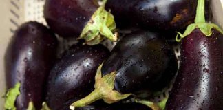 Pueden dos especies de avispas nativas ayudar a regular las poblaciones de chicharritas invasoras que atacan los cultivos de Florida? ¿Pueden dos diminutas avispas nativas ayudar a regular las poblaciones de chicharritas invasoras que atacan los cultivos?