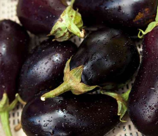 ¿Pueden dos diminutas avispas nativas ayudar a regular las poblaciones de chicharritas invasoras que atacan los cultivos?