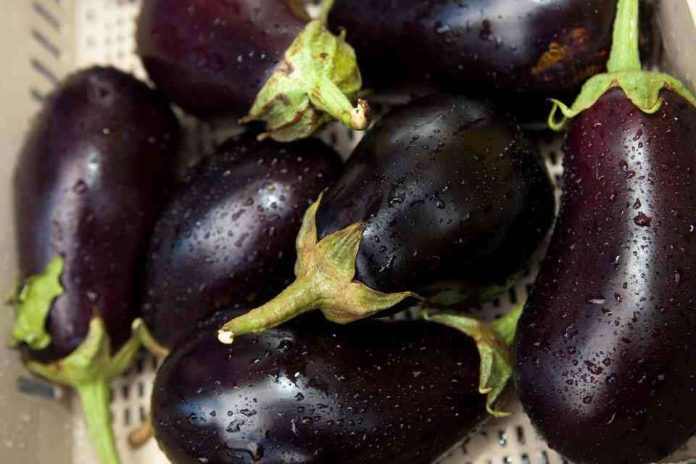 ¿Pueden dos diminutas avispas nativas ayudar a regular las poblaciones de chicharritas invasoras que atacan los cultivos? ¿Pueden dos diminutas avispas nativas ayudar a regular las poblaciones de chicharritas invasoras que atacan los cultivos?