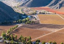 Rodrigo Susaeta el trabajo y el orgullo de sostener la uva de mesa de Manflas en medio del desierto