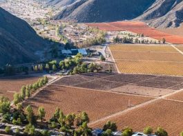 Rodrigo Susaeta el trabajo y el orgullo de sostener la uva de mesa de Manflas en medio del desierto