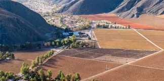 Rodrigo Susaeta el trabajo y el orgullo de sostener la uva de mesa de Manflas en medio del desierto