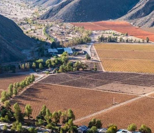 Rodrigo Susaeta: el trabajo y el orgullo de sostener la uva de mesa de Manflas en medio del desierto Rodrigo Susaeta el trabajo y el orgullo de sostener la uva de mesa de Manflas en medio del desierto