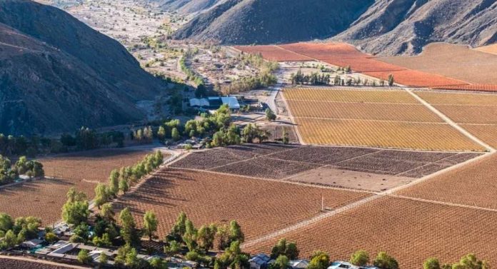 Rodrigo Susaeta el trabajo y el orgullo de sostener la uva de mesa de Manflas en medio del desierto