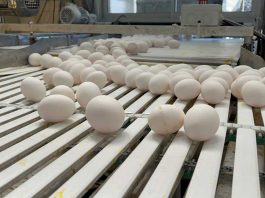 SAG Biobío se reunió con representantes de planteles avícolas de la región