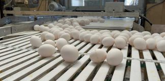 SAG Biobío se reunió con representantes de planteles avícolas de la región