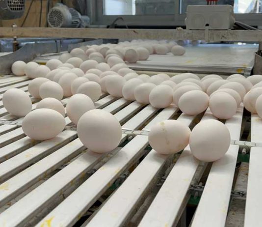 SAG Biobío se reunió con representantes de planteles avícolas de la región