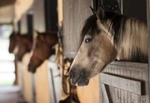 SAG aumenta vigilancia en caballos tras confirmar primer caso de anemia infecciosa equina en la región de Atacama