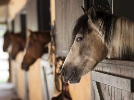 SAG aumenta vigilancia en caballos tras confirmar primer caso de anemia infecciosa equina en la región de Atacama