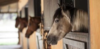 SAG aumenta vigilancia en caballos tras confirmar primer caso de anemia infecciosa equina en la región de Atacama