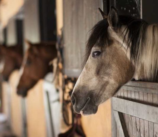 SAG aumenta vigilancia en caballos tras confirmar primer caso de anemia infecciosa equina en la región de Atacama