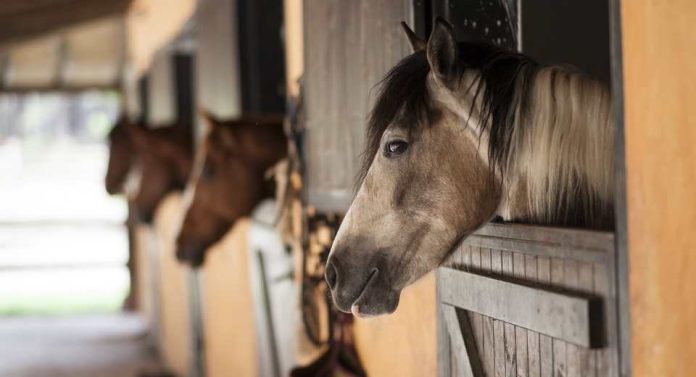 SAG aumenta vigilancia en caballos tras confirmar primer caso de anemia infecciosa equina en la región de Atacama
