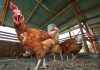 Ministerio de Agricultura llama a reforzar medidas de seguridad en gallineros ante riesgo de Influenza Aviar