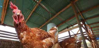 Ministerio de Agricultura llama a reforzar medidas de seguridad en gallineros ante riesgo de Influenza Aviar