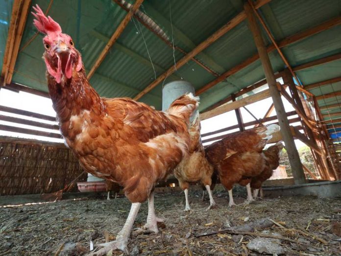 Ministerio de Agricultura llama a reforzar medidas de seguridad en gallineros ante riesgo de Influenza Aviar