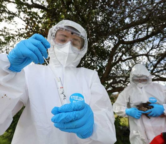 SAG confirma un caso de influenza aviar H5N1 en aves de traspatio de la Región Metropolitana