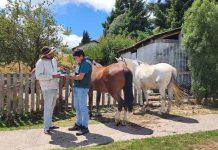 SAG refuerza requisitos de trazabilidad e identificación obligatoria para equinos en todo el país SAG refuerza requisitos de trazabilidad e identificación obligatoria para equinos en todo el país
