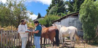 SAG refuerza requisitos de trazabilidad e identificación obligatoria para equinos en todo el país