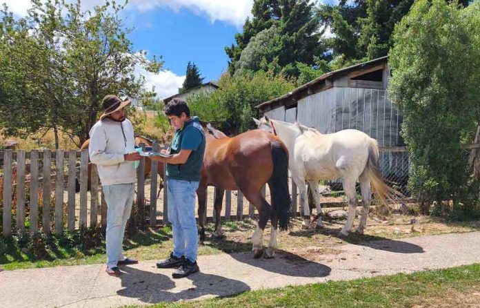 SAG refuerza requisitos de trazabilidad e identificación obligatoria para equinos en todo el país
