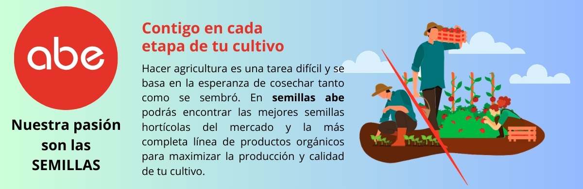 Semillas abe