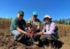 Semillero de papa nativa participa en proceso de certificación de  semillas en la región