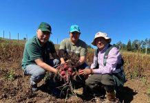 Semillero de papa nativa participa en proceso de certificación de  semillas en la región