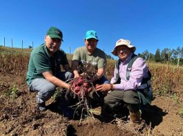 Semillero de papa nativa participa en proceso de certificación de  semillas en la región