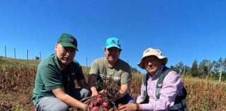 Semillero de papa nativa participa en proceso de certificación de  semillas en la región