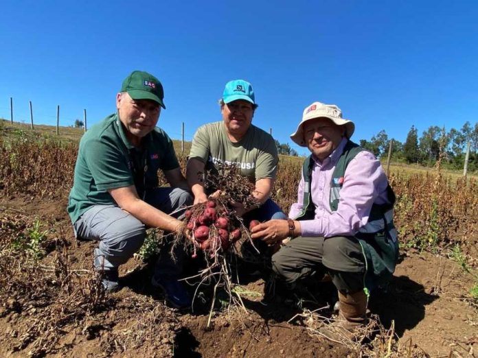 Semillero de papa nativa participa en proceso de certificación de  semillas en la región