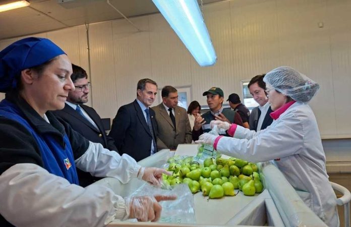 Subsecretario de Agricultura visita sitio de inspección fitosanitaria de Teno para verificar exportaciones hortofrutícolas a EE.UU. Subsecretario de Agricultura visita sitio de inspección fitosanitaria de Teno para verificar exportaciones hortofrutícolas a EE.UU.