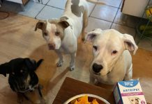 Suplementos para mascotas ganan terreno en Chile: crece el interés por el cuidado preventivo de perros y gatos