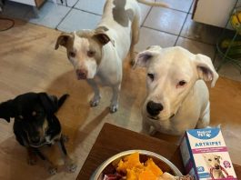 Suplementos para mascotas ganan terreno en Chile: crece el interés por el cuidado preventivo de perros y gatos