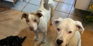 Suplementos para mascotas ganan terreno en Chile: crece el interés por el cuidado preventivo de perros y gatos