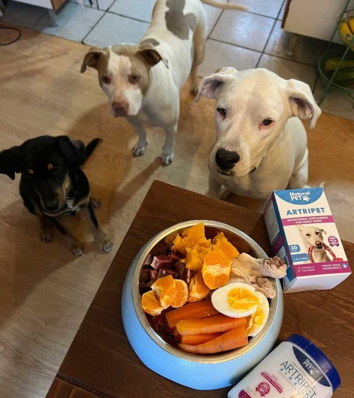 Suplementos para mascotas ganan terreno en Chile: crece el interés por el cuidado preventivo de perros y gatos