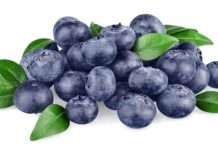 Temporada de arándanos chilenos cierra con alza cercana al 3% en exportaciones y creciente demanda internacional