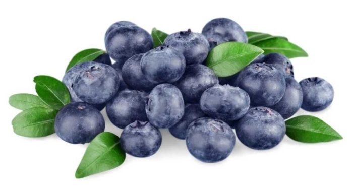 Temporada de arándanos chilenos cierra con alza cercana al 3% en exportaciones y creciente demanda internacional