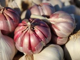 UE | Francia, Italia y España reclaman medidas urgentes para proteger al sector del ajo