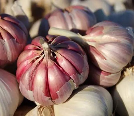 UE | Francia, Italia y España reclaman medidas urgentes para proteger al sector del ajo