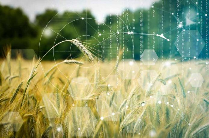 USA | Con el premio NSF, un científico agrícola de WSU aprovecha la IA para identificar trigo de mayor rendimiento