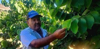 Un verdadero oasis es el huerto sustentable que el agricultor Hugo Carmona posee en la comuna de Andacollo