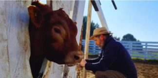 Una alianza estratégica para impulsar la mejora genética de la raza Limangus