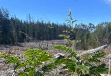 Vista Hermosa proyecta restaurar casi 200 hectáreas de bosque nativo en Maule y La Araucanía