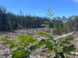 Vista Hermosa proyecta restaurar casi 200 hectáreas de bosque nativo en Maule y La Araucanía