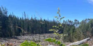Vista Hermosa proyecta restaurar casi 200 hectáreas de bosque nativo en Maule y La Araucanía