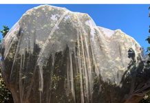 Innovación en el Sur: Zimex evalúa el impacto de la Polinización Asistida en Avellano Europeo mediante sistemas de Mallas de Cosecha