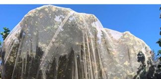 Innovación en el Sur: Zimex evalúa el impacto de la Polinización Asistida en Avellano Europeo mediante sistemas de Mallas de Cosecha