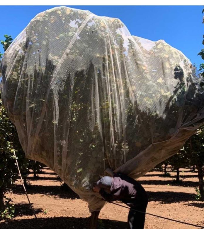 Innovación en el Sur: Zimex evalúa el impacto de la Polinización Asistida en Avellano Europeo mediante sistemas de Mallas de Cosecha