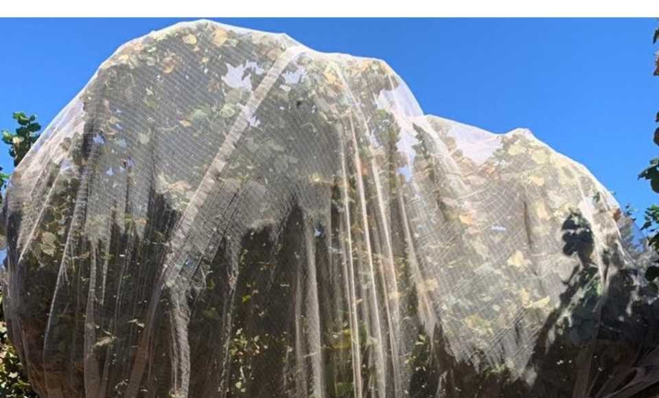 Innovación en el Sur: Zimex evalúa el impacto de la Polinización Asistida en Avellano Europeo mediante sistemas de Mallas de Cosecha